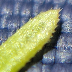 Galium anglicum