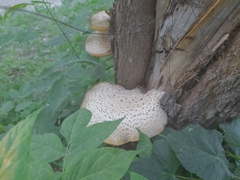 Cerioporus squamosus