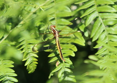 Libellula cyanea