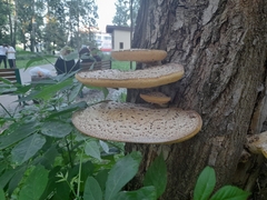 Cerioporus squamosus