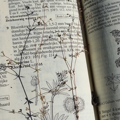 Galium anglicum