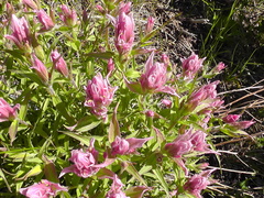 Castilleja elegans