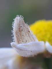 Peronospora radii