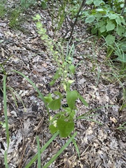 Scutellaria altissima