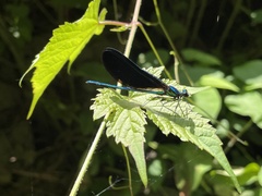 Calopteryx maculata
