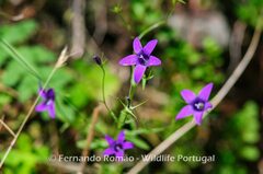 Campanula lusitanica lusitanica