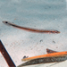 Sheardichthys attenuatus - Photo (c) Glen Whisson,  זכויות יוצרים חלקיות (CC BY-NC), הועלה על ידי Glen Whisson