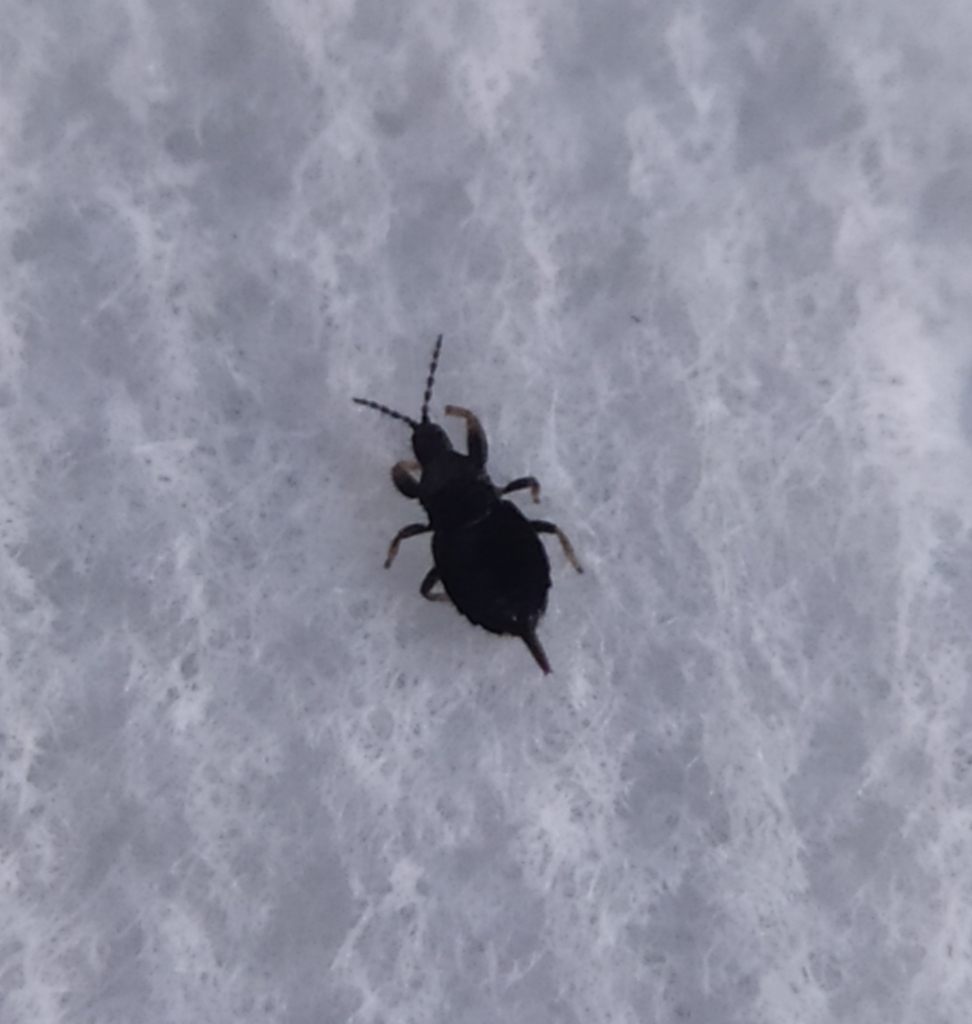 Hoplothrips corticis