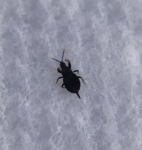 Hoplothrips corticis
