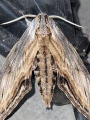 Sphinx franckii