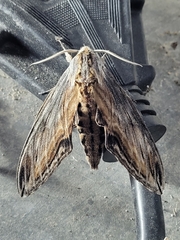 Sphinx franckii