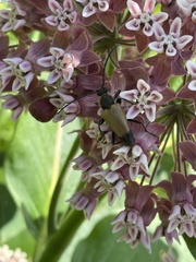 Trigonarthris subpubescens