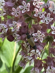 Trigonarthris subpubescens