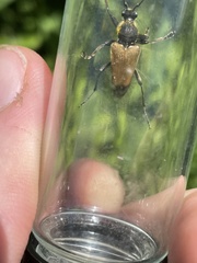 Trigonarthris subpubescens