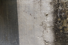 Trichomyrmex