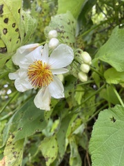 Sparrmannia