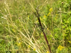 Seseli annuum
