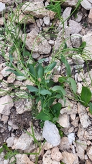 Conringia orientalis