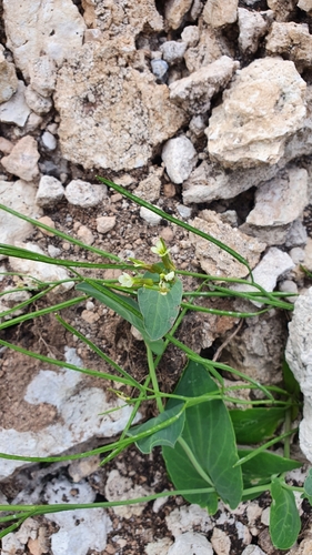 Image of Conringia orientalis by (c) Анна Митрошенкова, some rights reserved (CC BY)