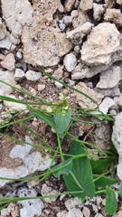 Conringia orientalis