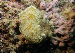 Distaplia bermudensis