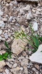 Conringia orientalis