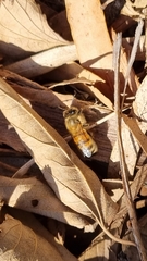 Apis mellifera