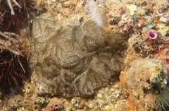 Distaplia bermudensis