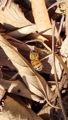 Apis mellifera
