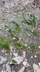 Conringia orientalis