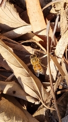 Apis mellifera