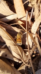 Apis mellifera