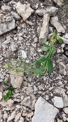 Conringia orientalis