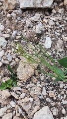 Conringia orientalis