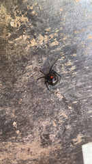 Latrodectus variolus