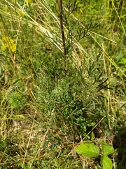 Seseli annuum
