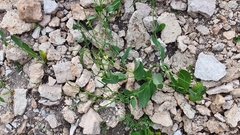 Conringia orientalis