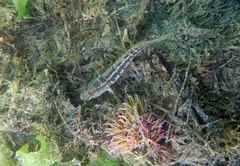 Gobius ophiocephalus
