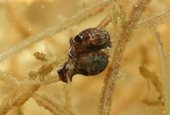 Haminoea hydatis