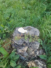 Cerioporus squamosus