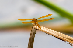 Perithemis intensa