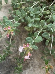 Teucrium thymifolium