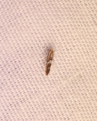 Philonome clemensella