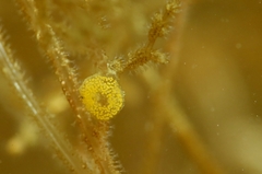 Haminoea hydatis