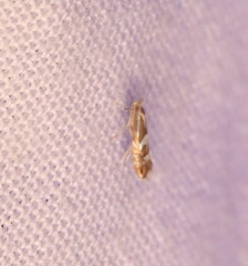 Philonome clemensella