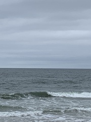 Eschrichtius robustus