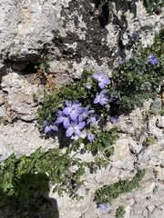 Campanula fragilis
