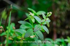 Galium broterianum