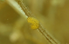 Haminoea hydatis