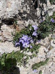 Campanula fragilis